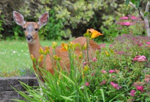 Cover photo for Master Gardener Education Video How to Handle Deer in Your Yard and Garden.