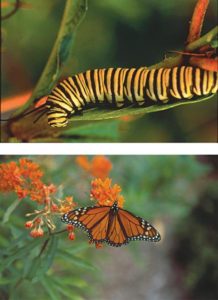 Cover photo for Butterfly Garden