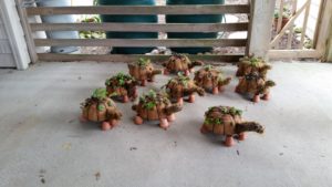 Cover photo for Succulent Turtle Topiary Workshop