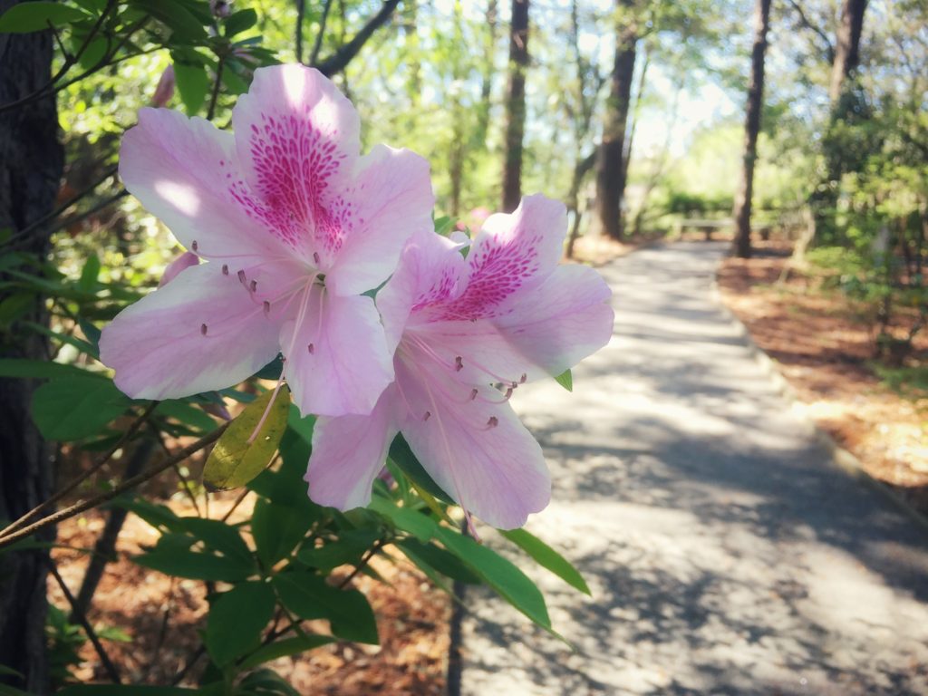 Pine Needle Mulch- the Myths and Legends