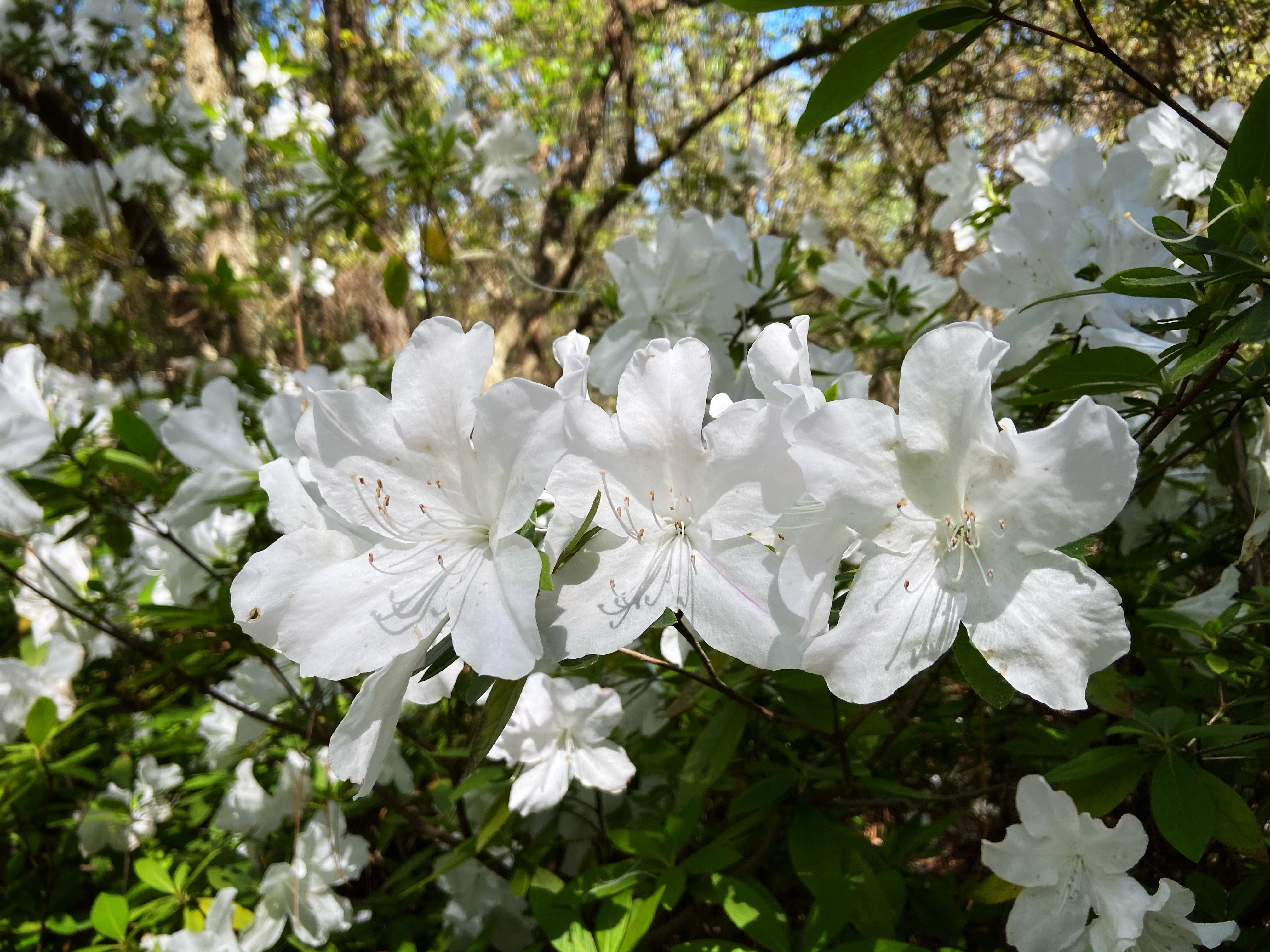 blooming azaleas