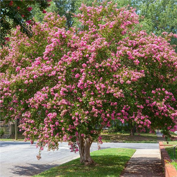 Tree That Looks Like Crepe Myrtle - markanthonystudios.net