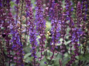 Cover photo for Plants That Survive & Thrive on the OBX - Salvia
