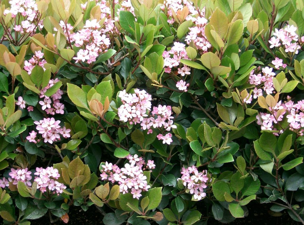 Plants That Survive & Thrive on the OBX – Indian Hawthorn | N.C ...