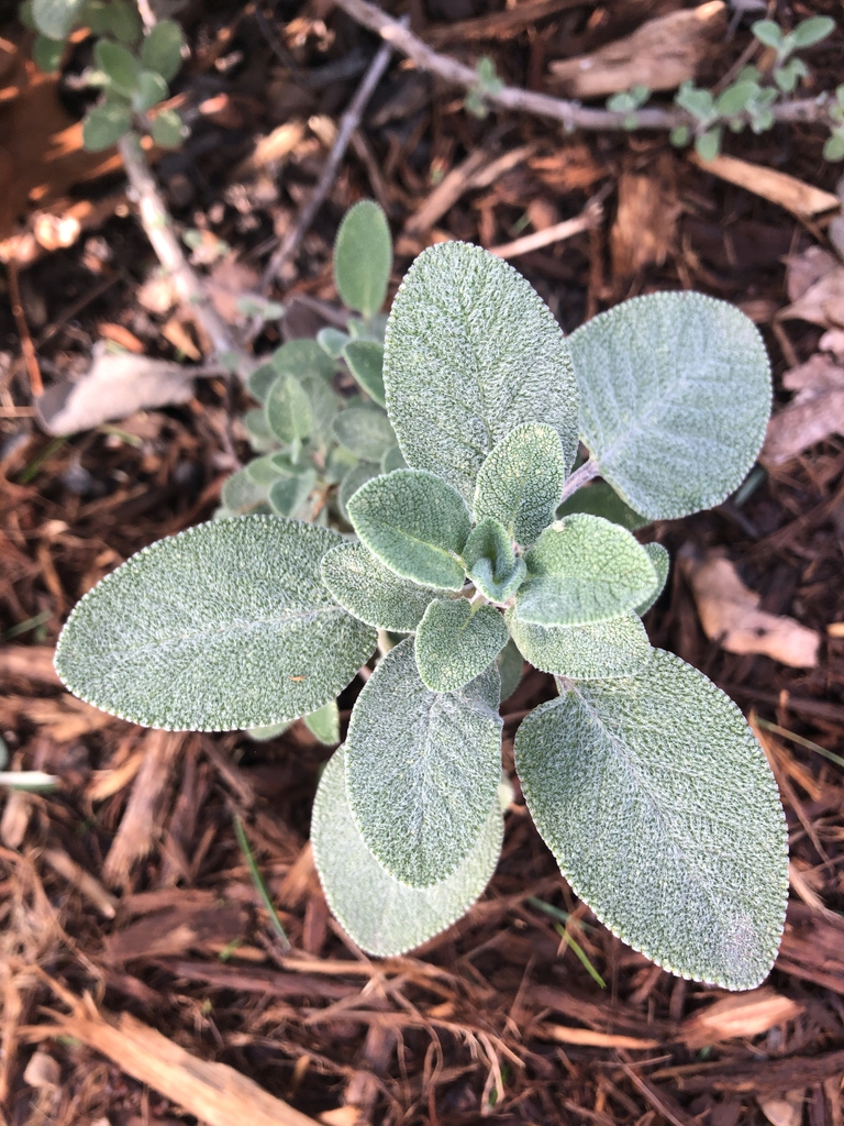 Salvia leaves