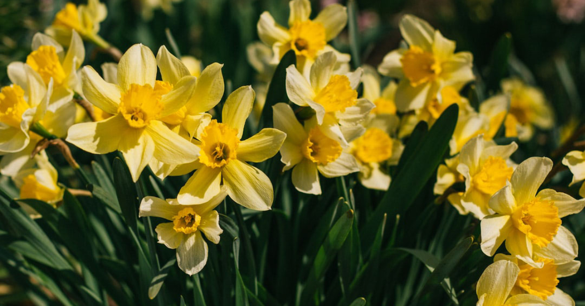 16 Daffodil Plant With Bulb