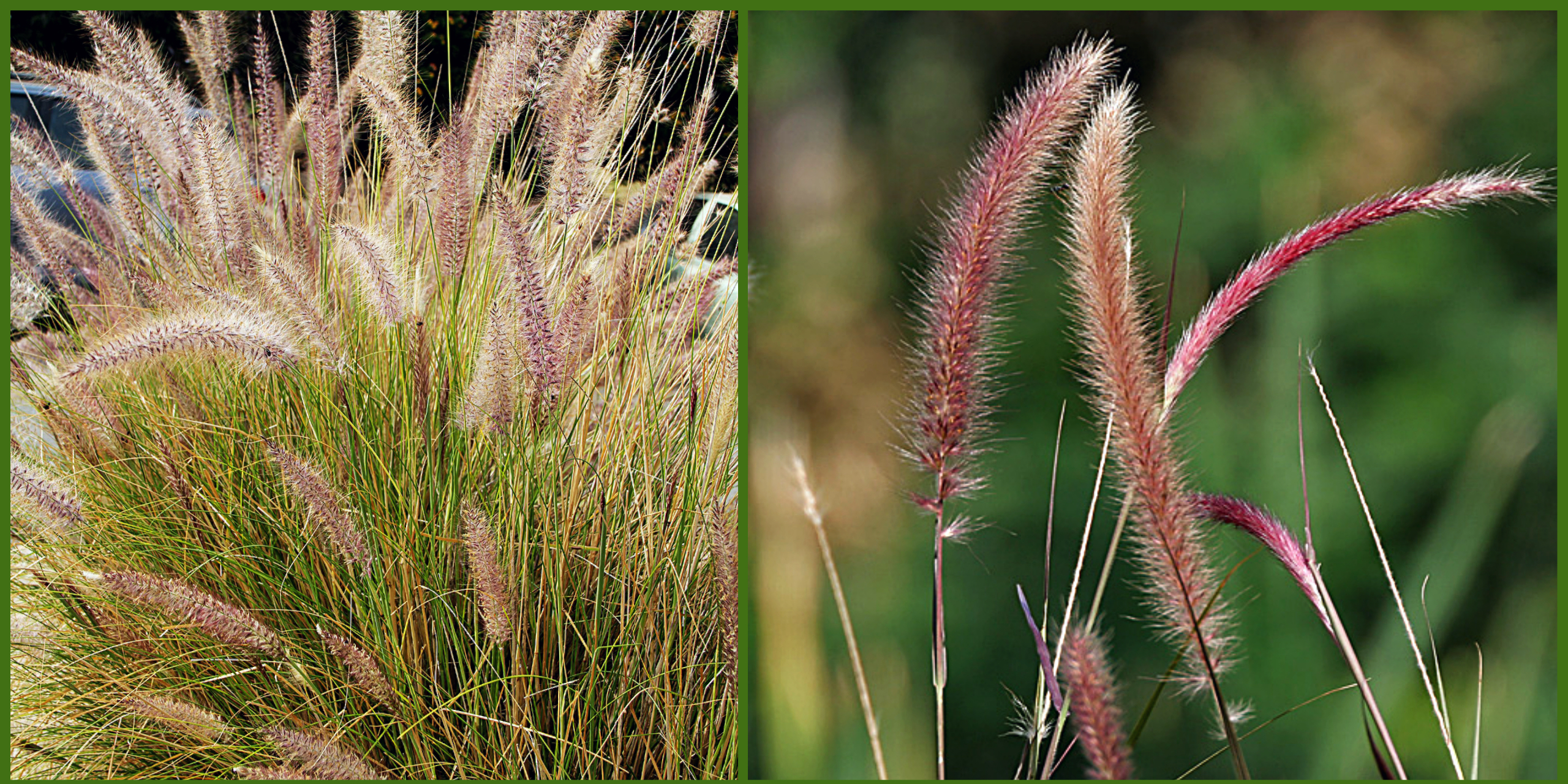 Grass Grows in Pamlico  N.C. Cooperative Extension