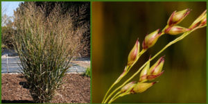 Cover photo for Plants That Survive and Thrive on the OBX - Switch Grass