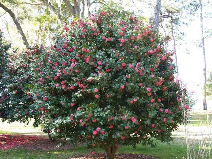 Plants That Survive and Thrive on the OBX – Camellia | N.C. Cooperative