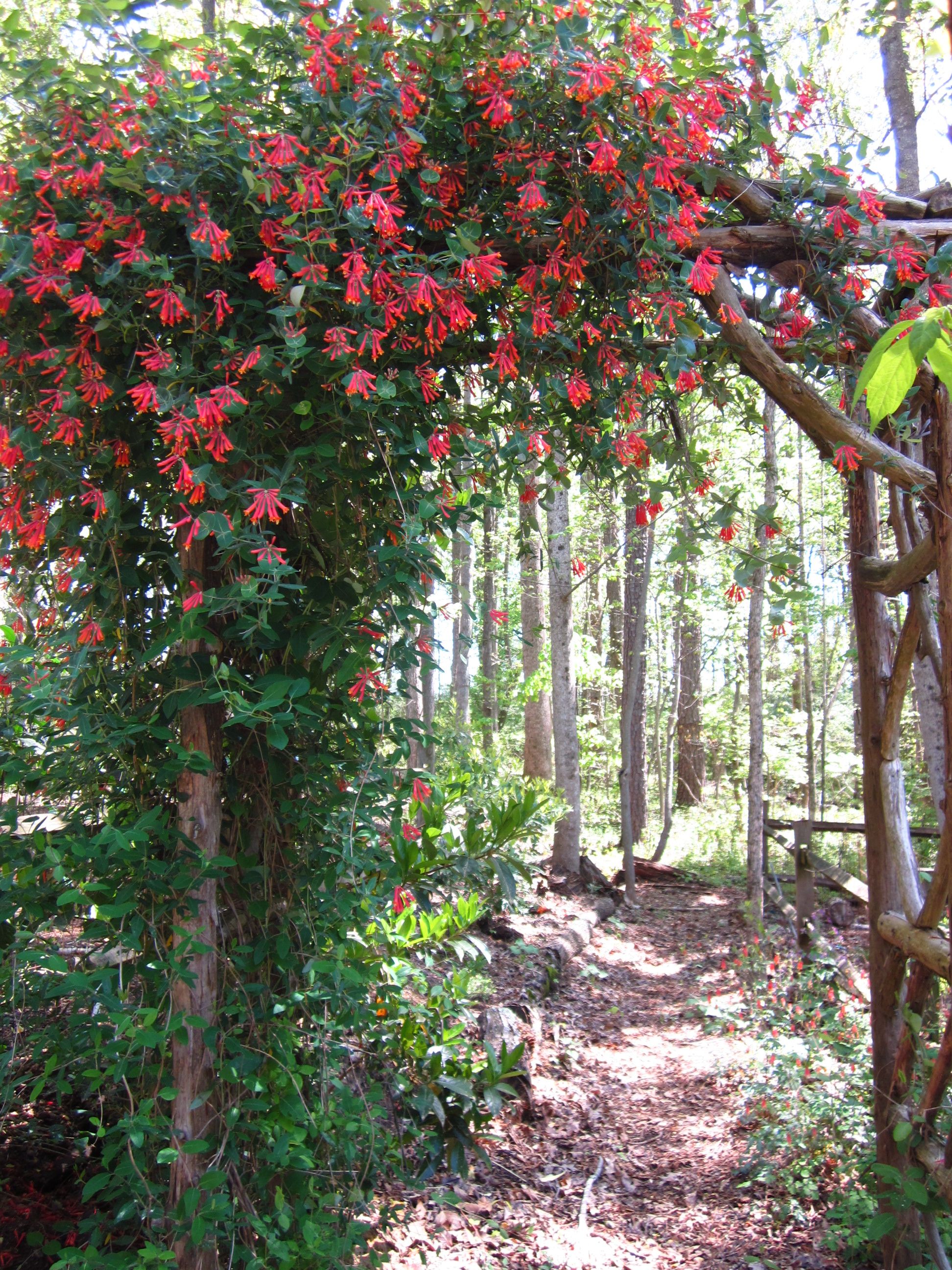 Coral Honeysuckle Vine