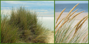 Cover photo for Plants that Survive and Thrive on the OBX - American Beach Grass