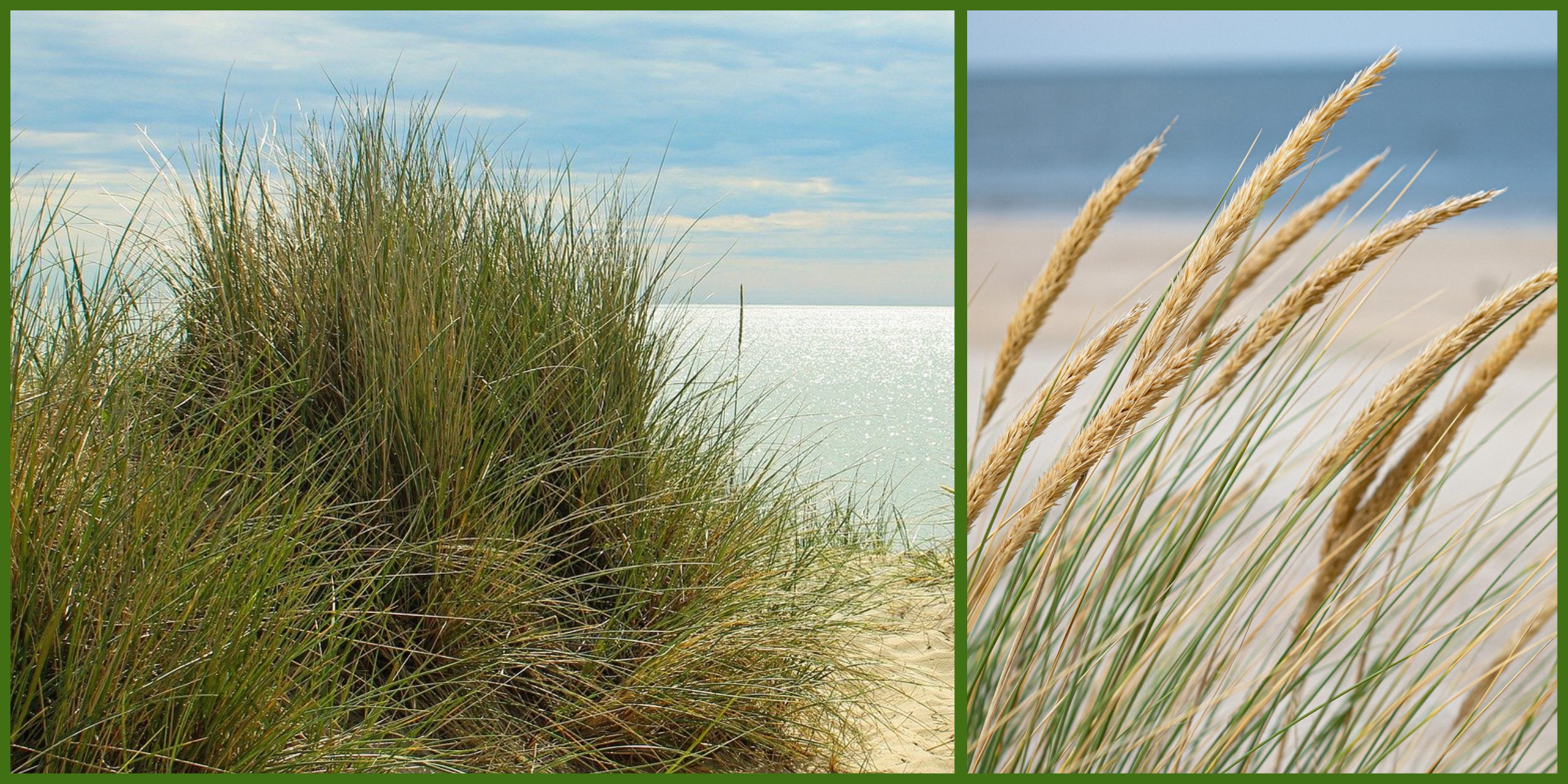 Plants That Survive and Thrive on the OBX – Blue Grama Grass