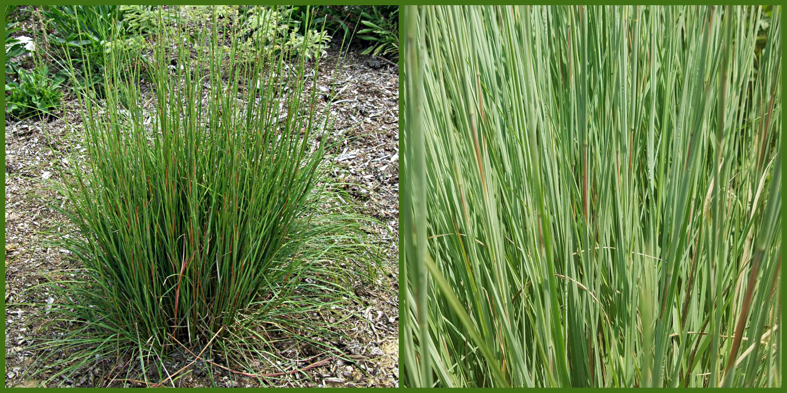 Grass Grows in Pamlico  N.C. Cooperative Extension