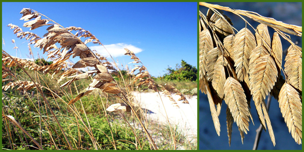 Plants That Survive and Thrive on the OBX – Blue Grama Grass