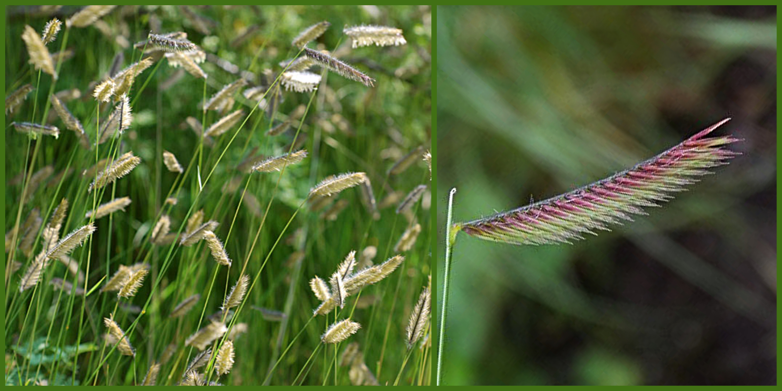 Plants That Survive and Thrive on the OBX – Blue Grama Grass