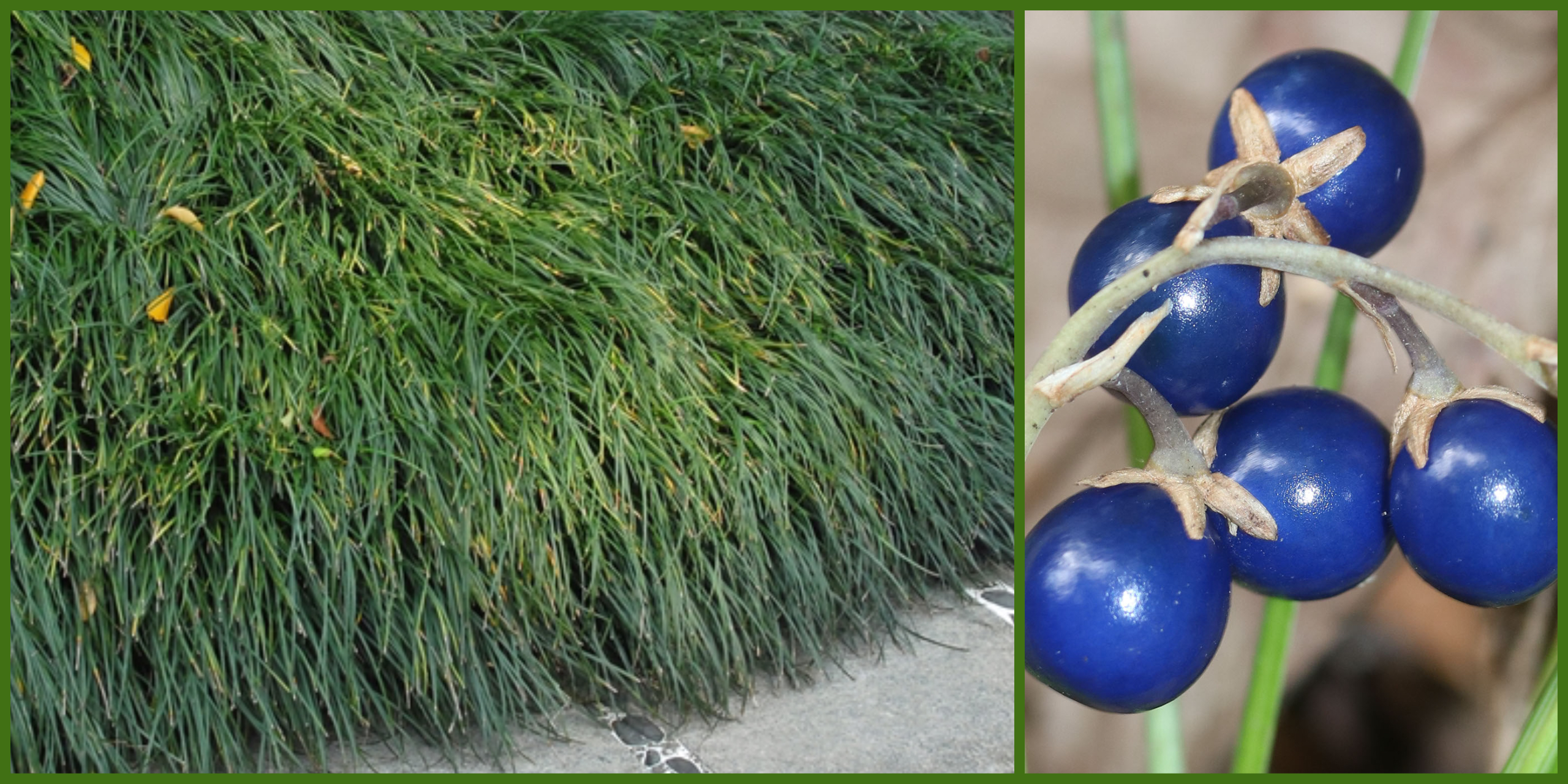 Plants That Survive and Thrive on the OBX – Blue Grama Grass