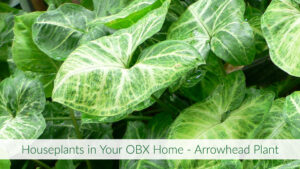 Cover photo for Houseplants in Your OBX Home - Arrowhead Plant