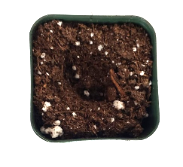 Soil in pot