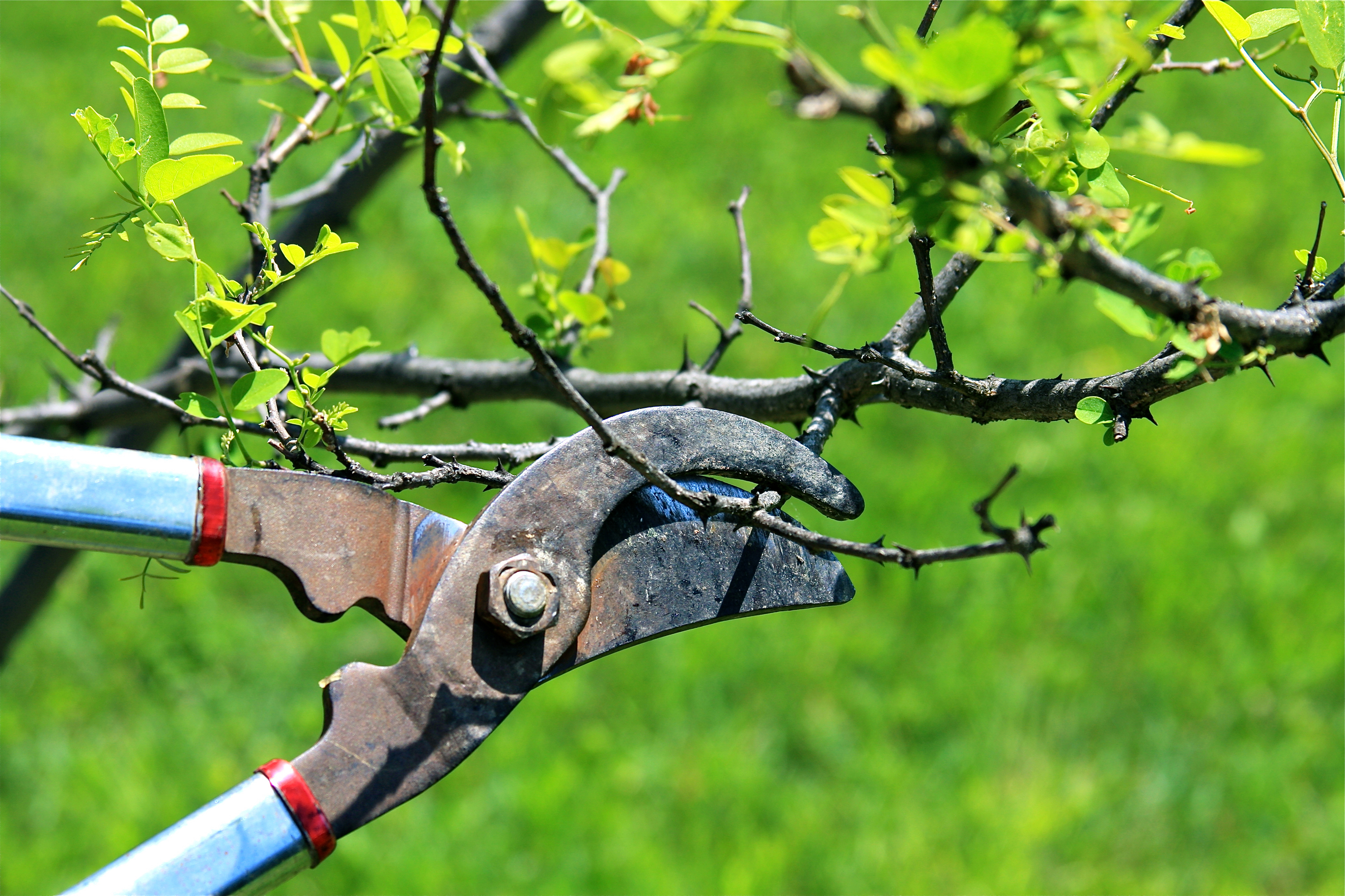 Pruning a tree branch