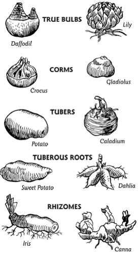 Types of bulbs
