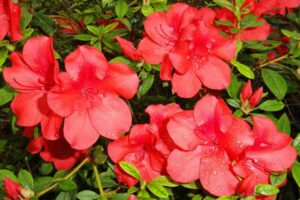 Cover photo for Add Color to Your Landscape: Azaleas