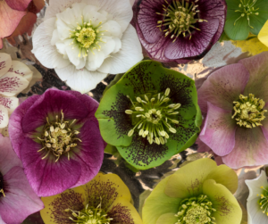 Cover photo for Add Color to Your Landscape: Hellebores