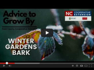Cover photo for Advice to Grow By, Part 2 - Winter Gardens Bark