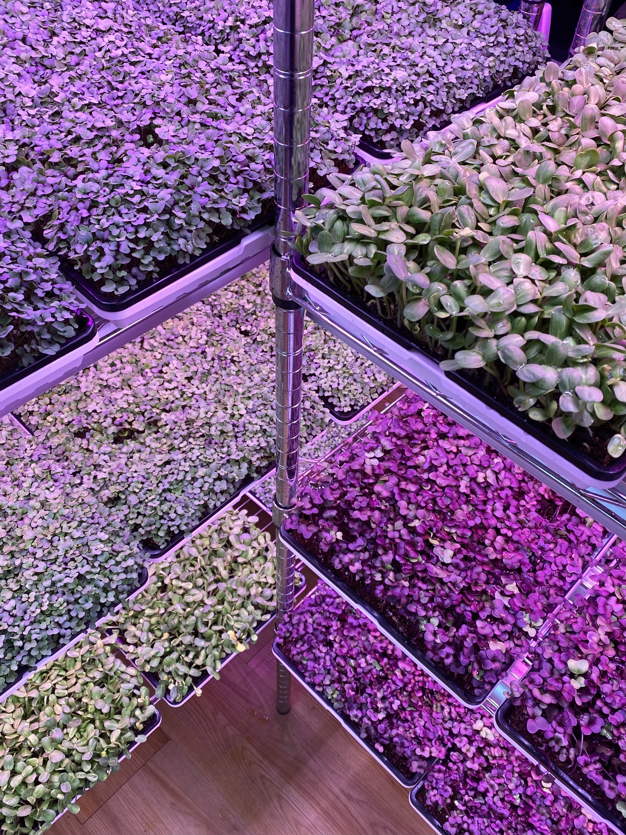 benches of flats containing microgreens