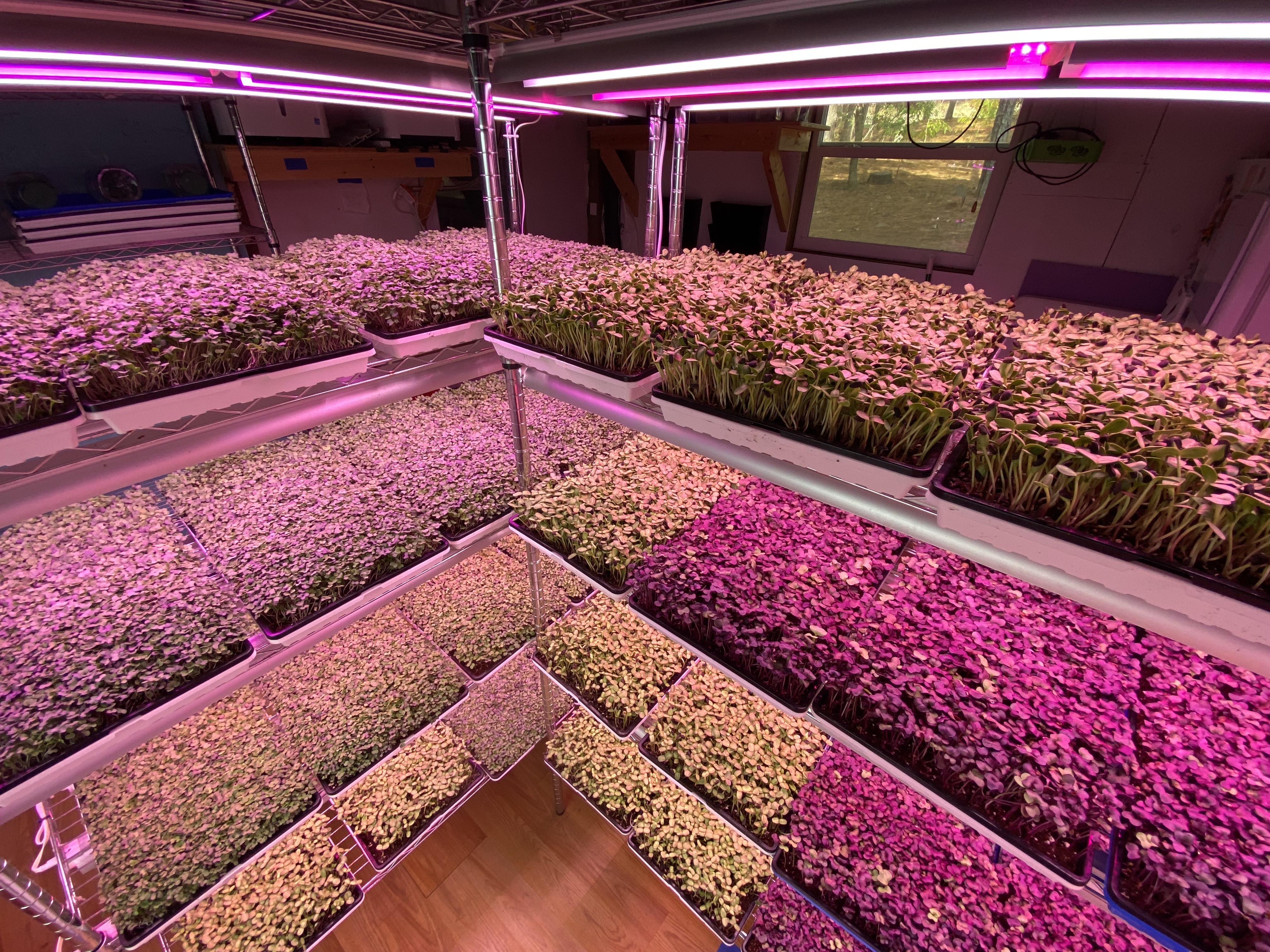 microgreens growing under grow lights