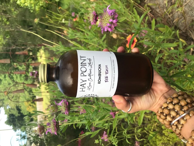 A hand holds a bottle of Hay Point Kombucha in front of flowering plants.