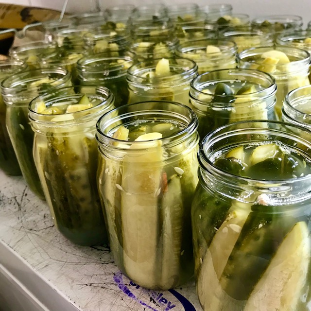 Pickled cucumbers in jars.