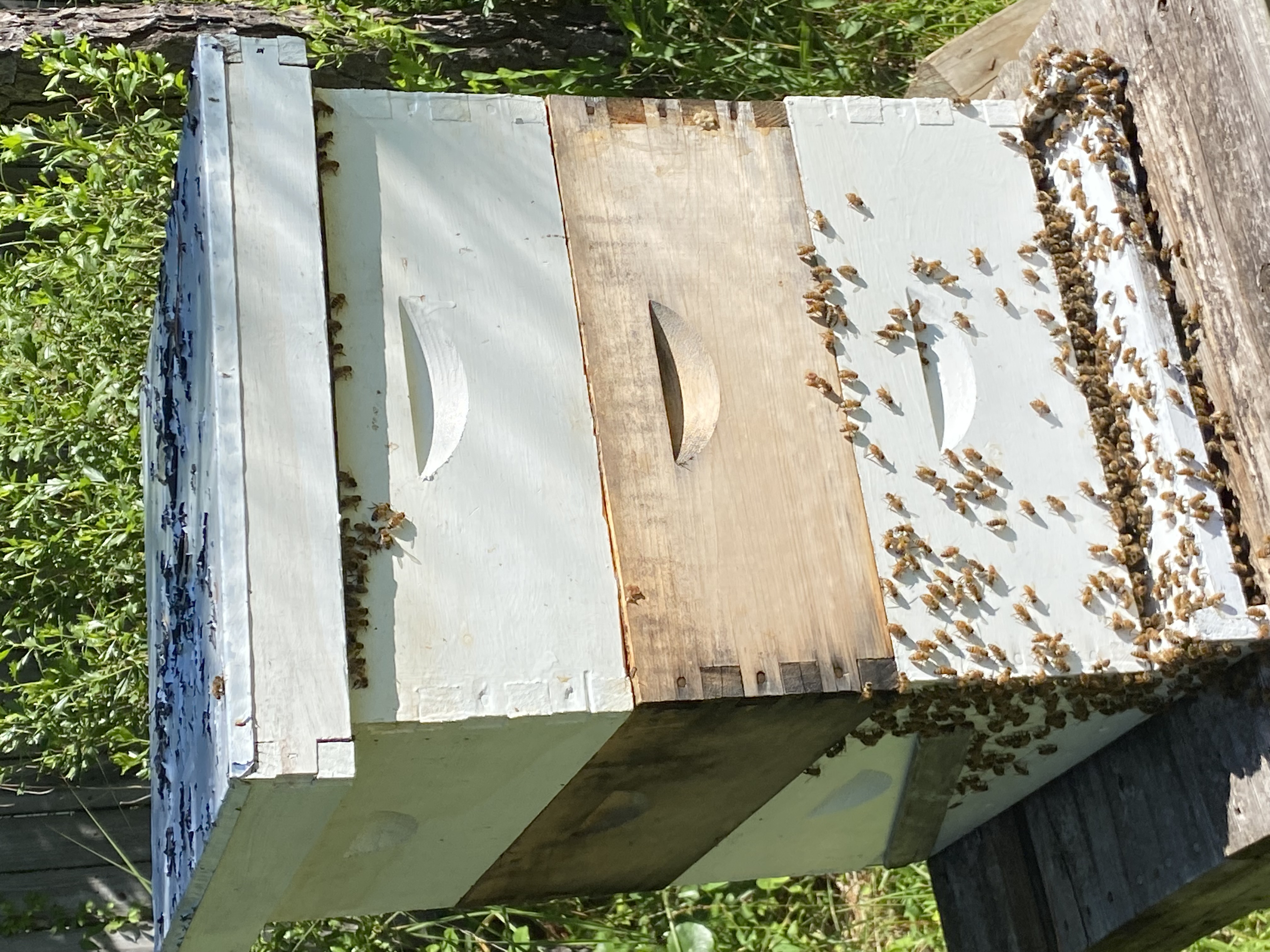 Beehive System