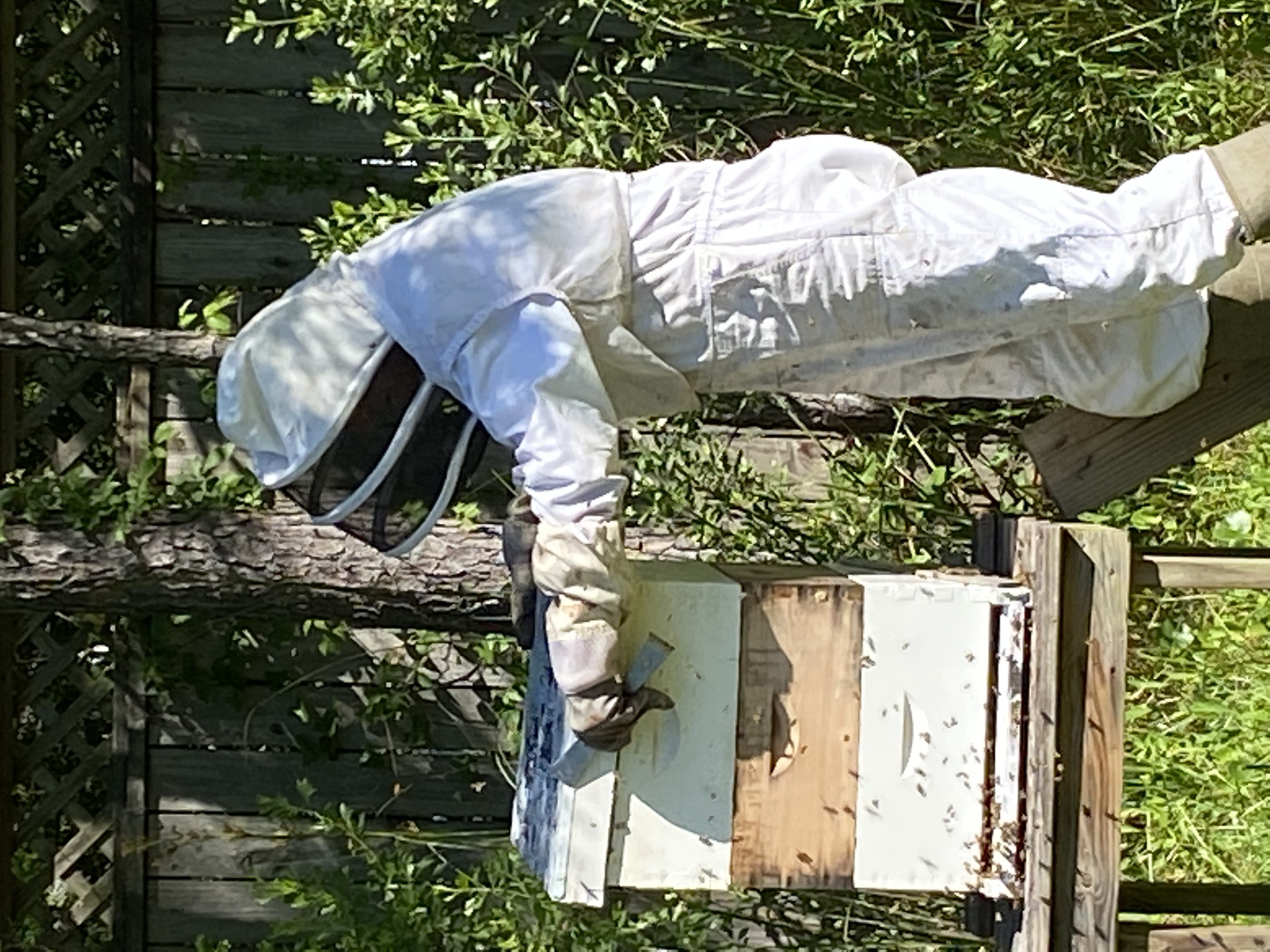 Checking beehives