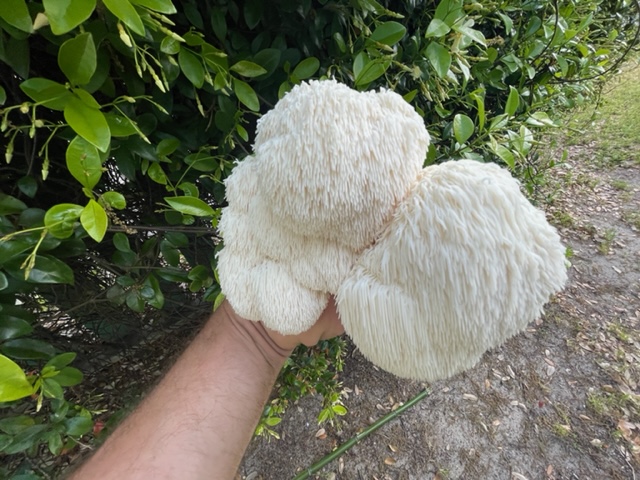 A large white mushroom mushroom that is covered in what looks like soft hairs.