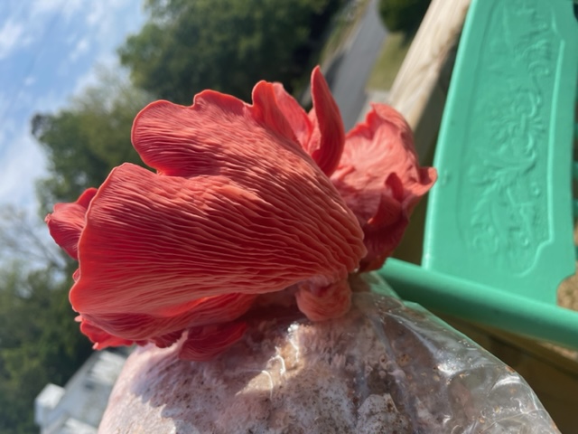 A. bright red mushroom grows up out of a plastic bag.