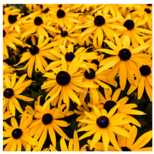 Black Eyed Susans