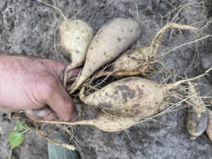 A handful of root vegetables.