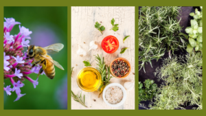 image of pollinators and herbs
