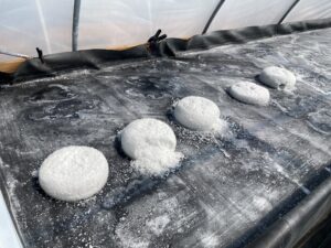 Closer view of salt piles in a row inside hoop house